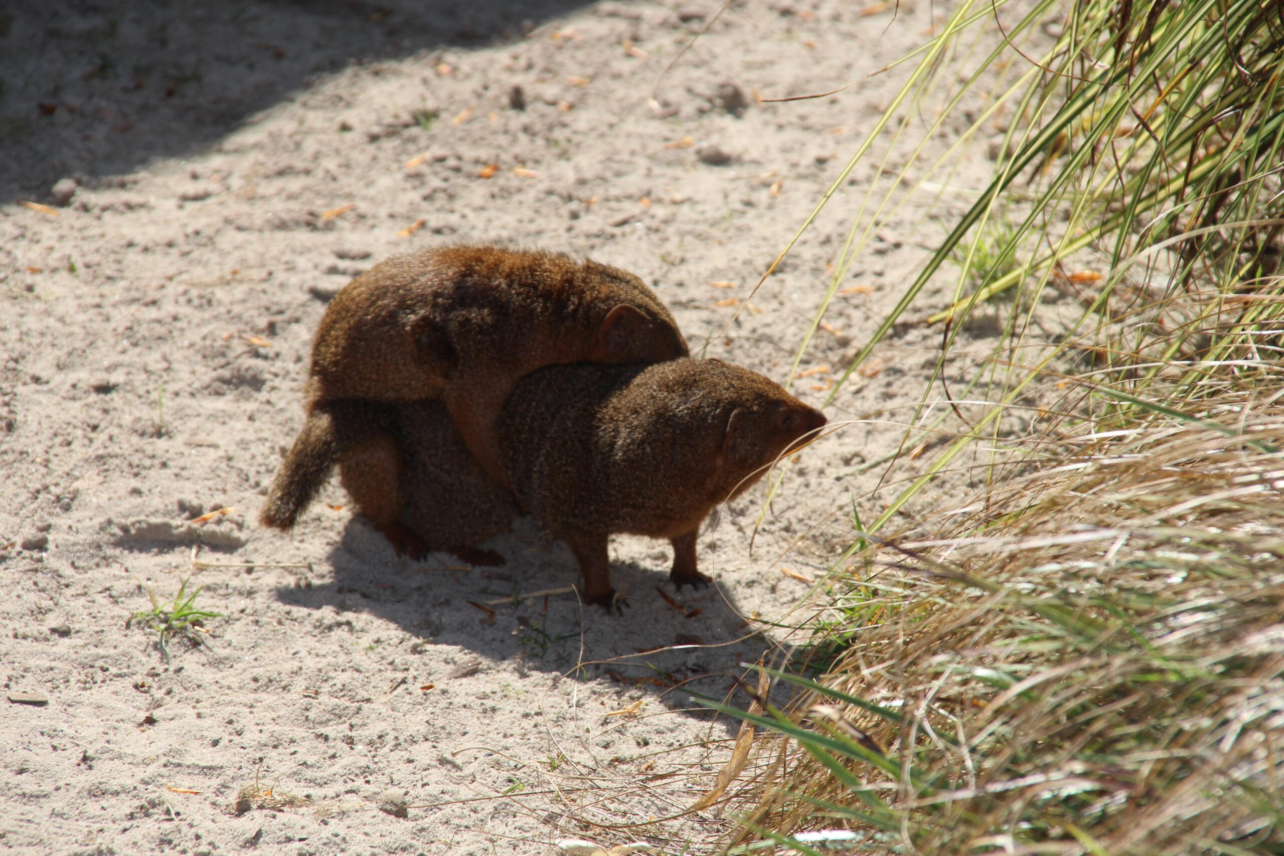 Free stock photo of animal, mongoose, mongooses