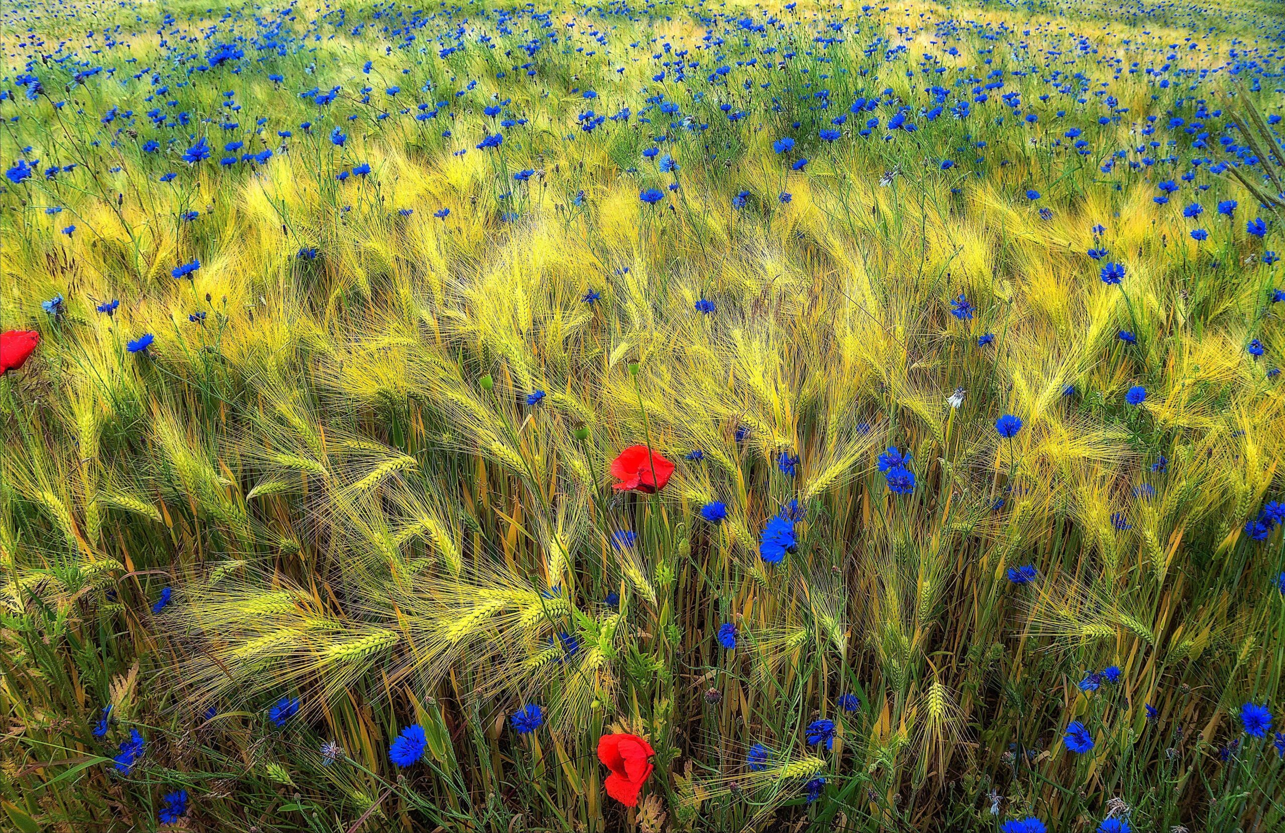 Wildflowers in Ukraine wallpapers and image