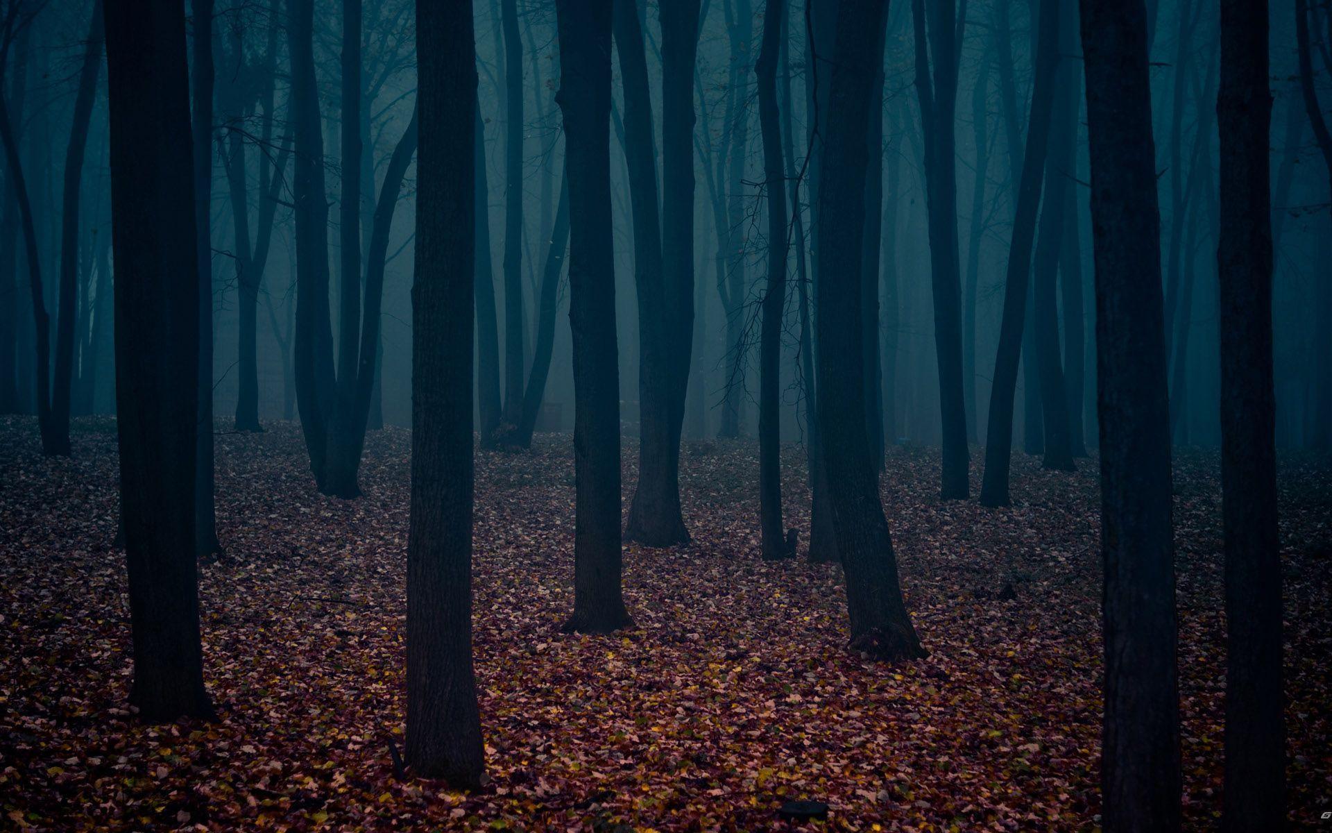 Dark Forest Wallpapers : Dark Forest Wallpapers Wallpapers