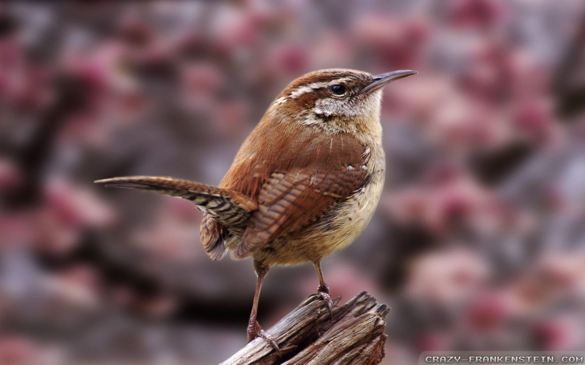 Christmas Bird Count wallpapers