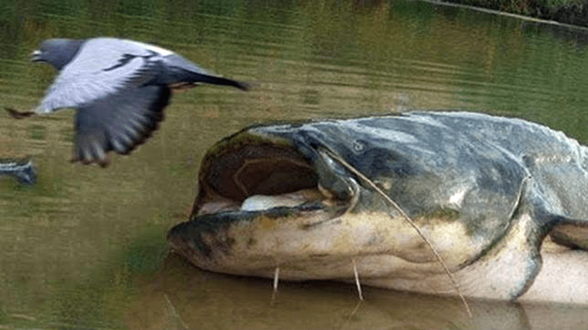 Giant Catfish Eat Pigeons