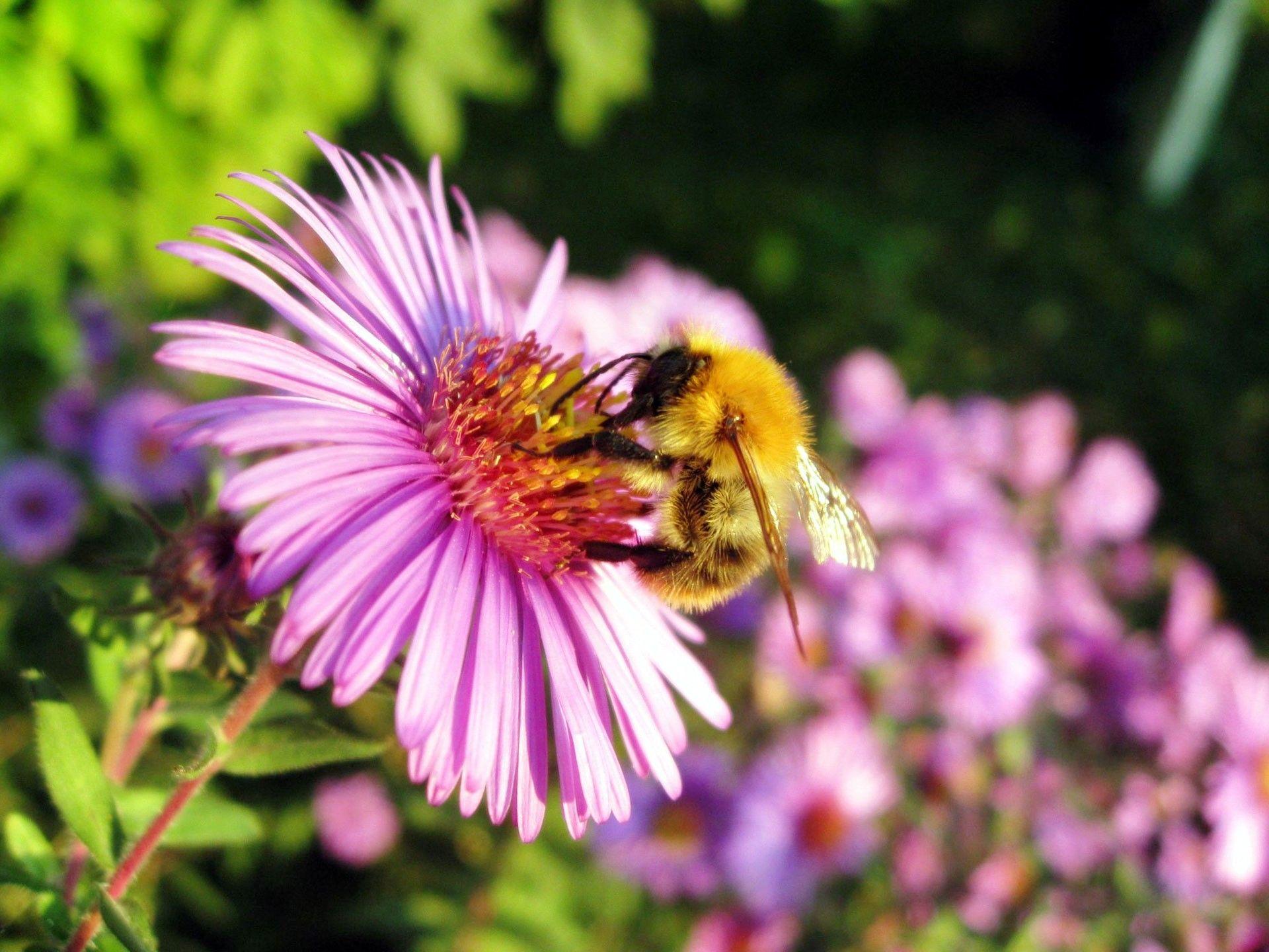 Honey Bee Wallpapers