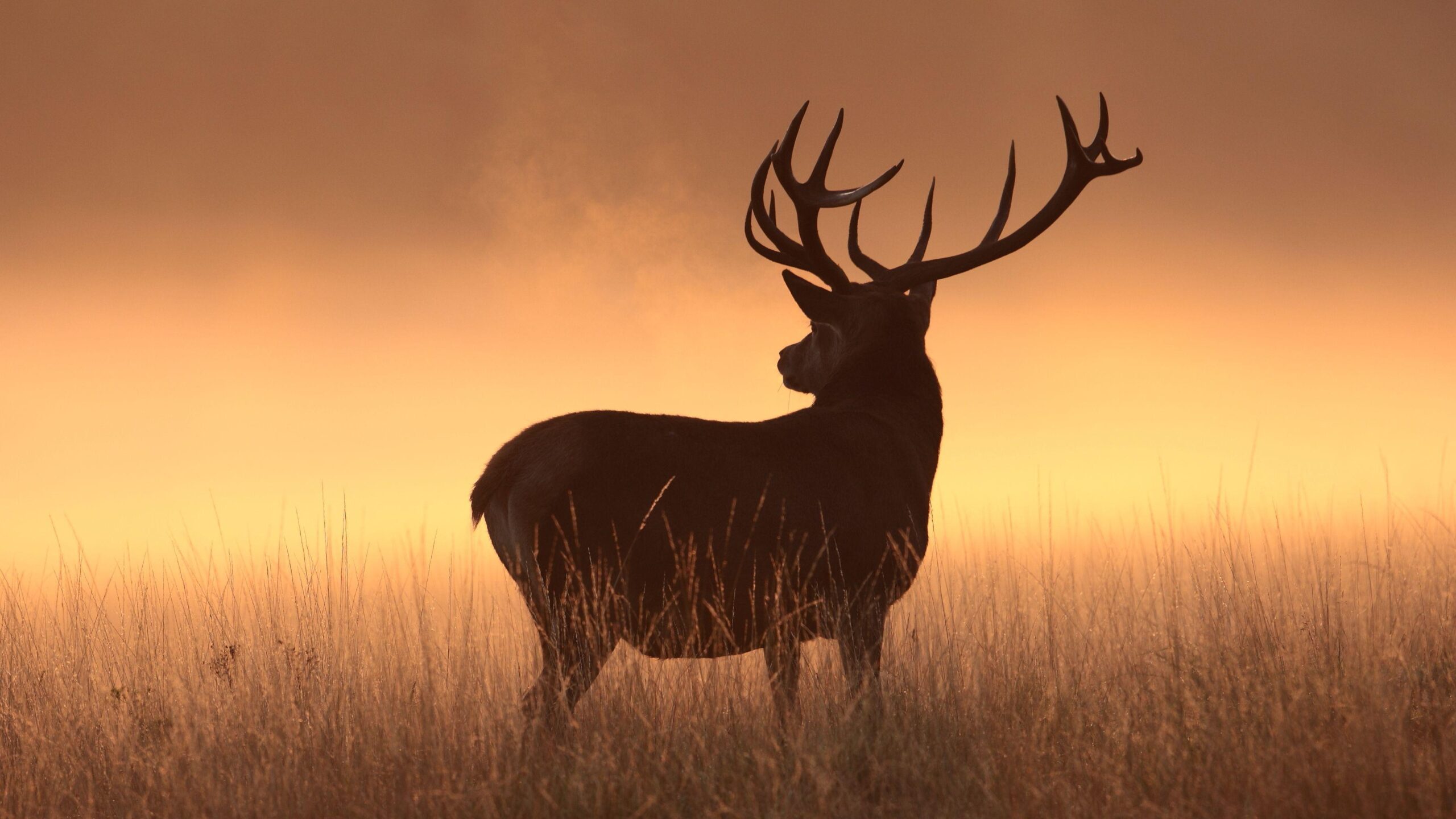 Wallpapers Deer, Silhouette, HD, Animals,