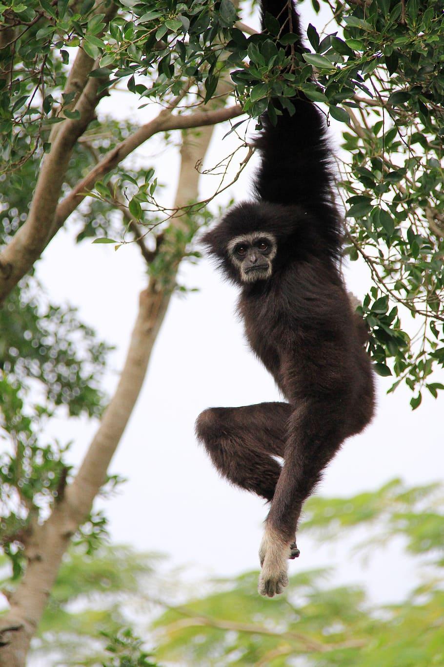 HD wallpaper: gibbon, long, hanging, elastic, tree wood, ash