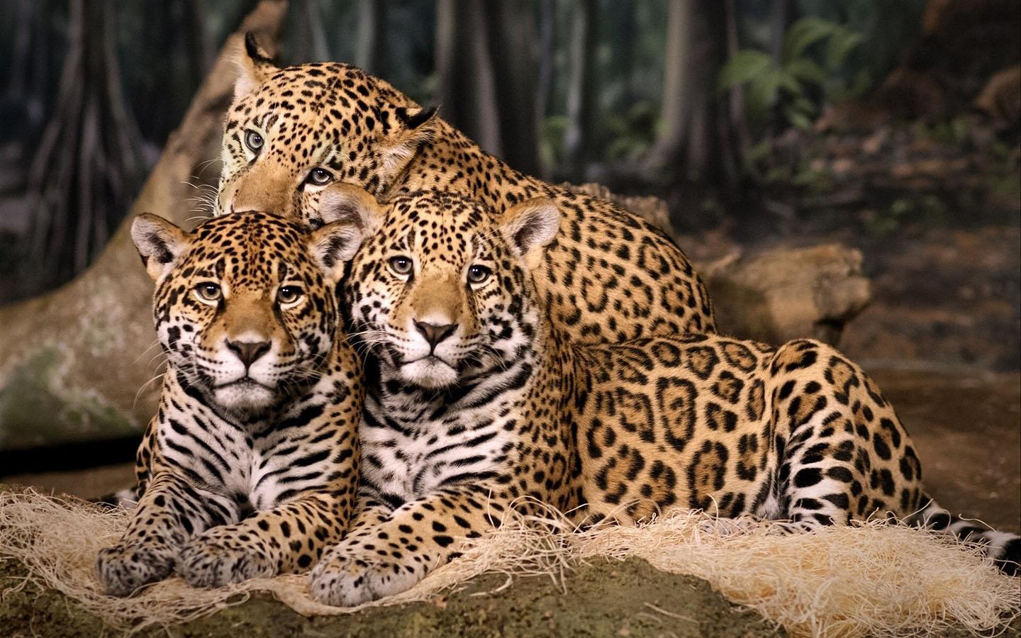 Leopard Wallpapers Full HD