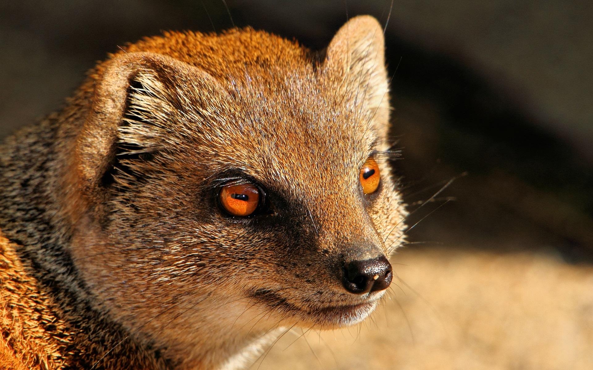 Wallpapers Mongoose, predator, red eyes HD Picture