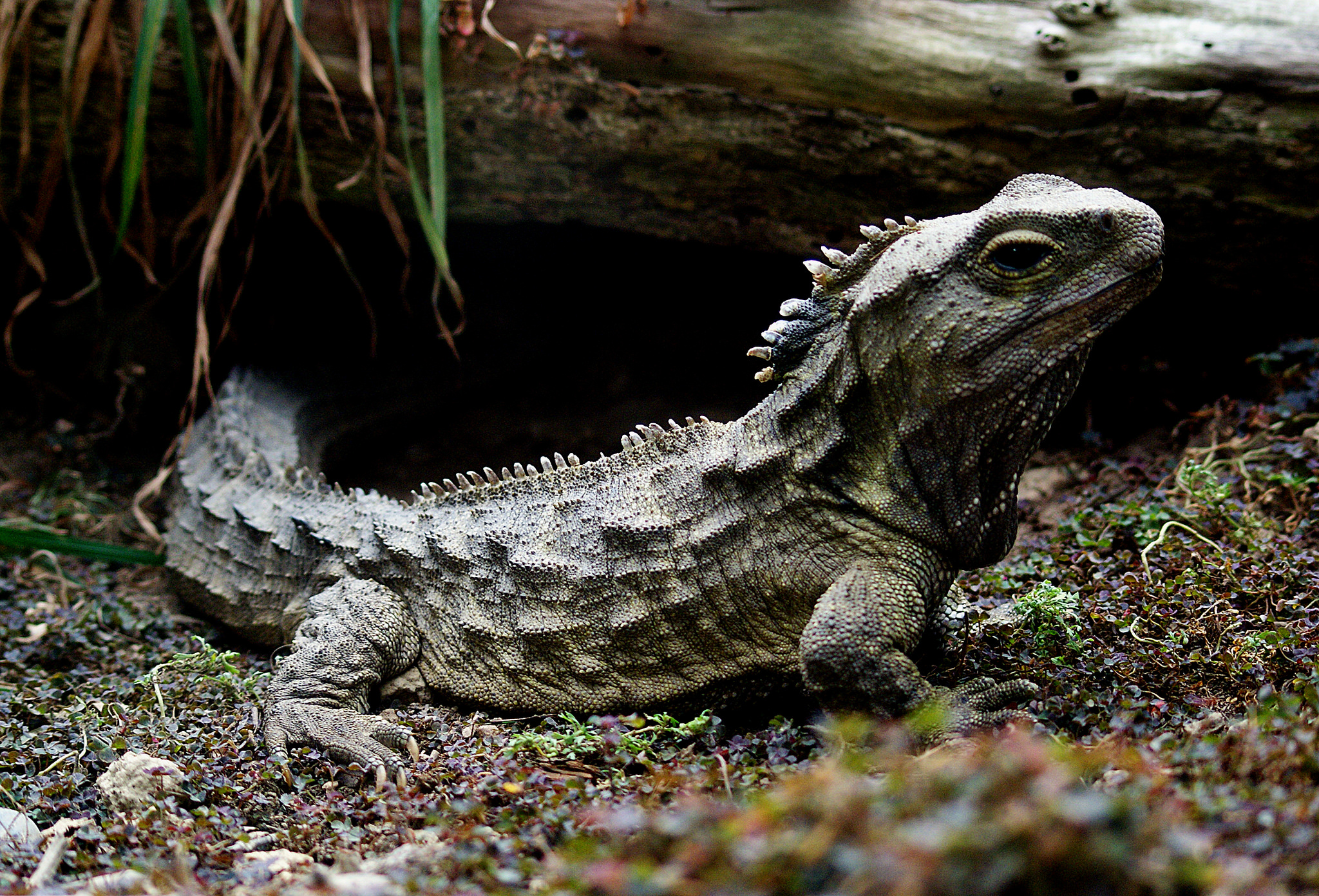 New Zealand’s Incredible Wildlife in 18 Photos