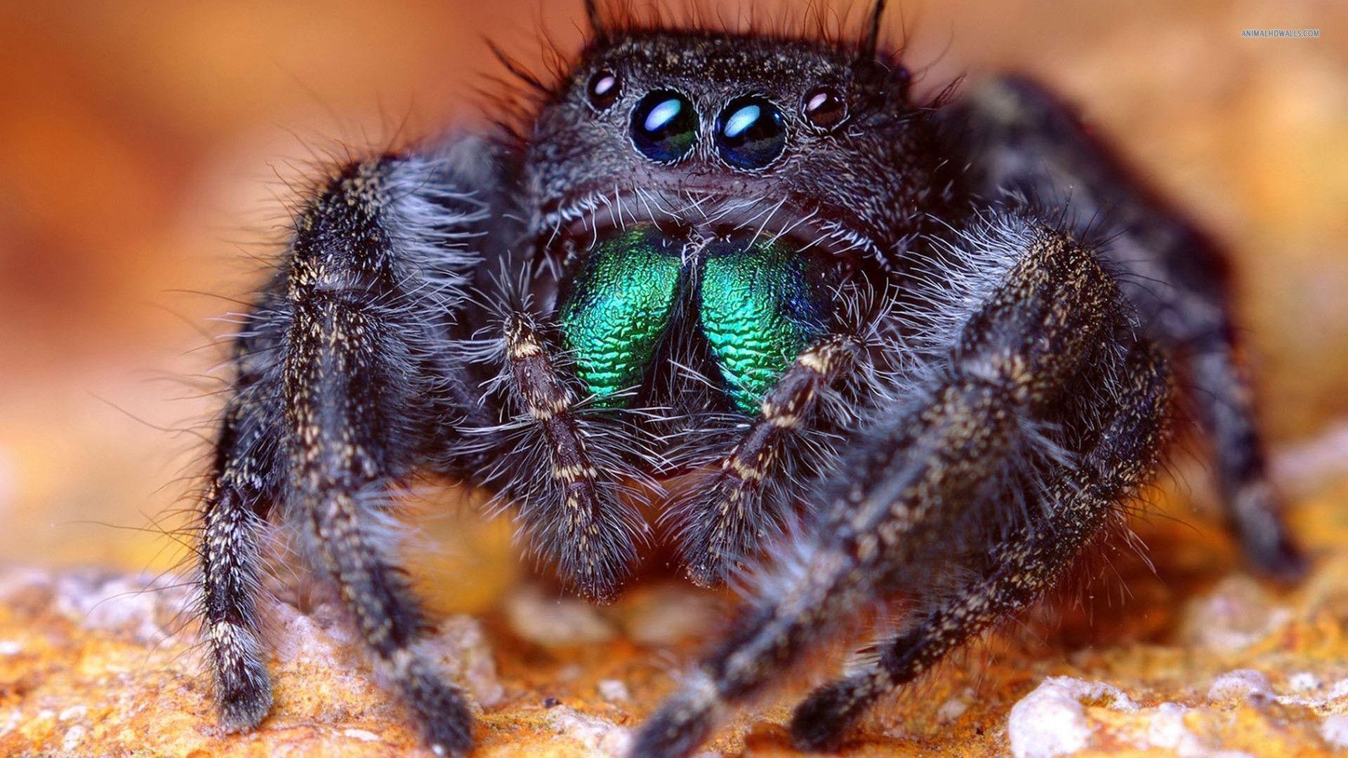 Jumping spider wallpapers #