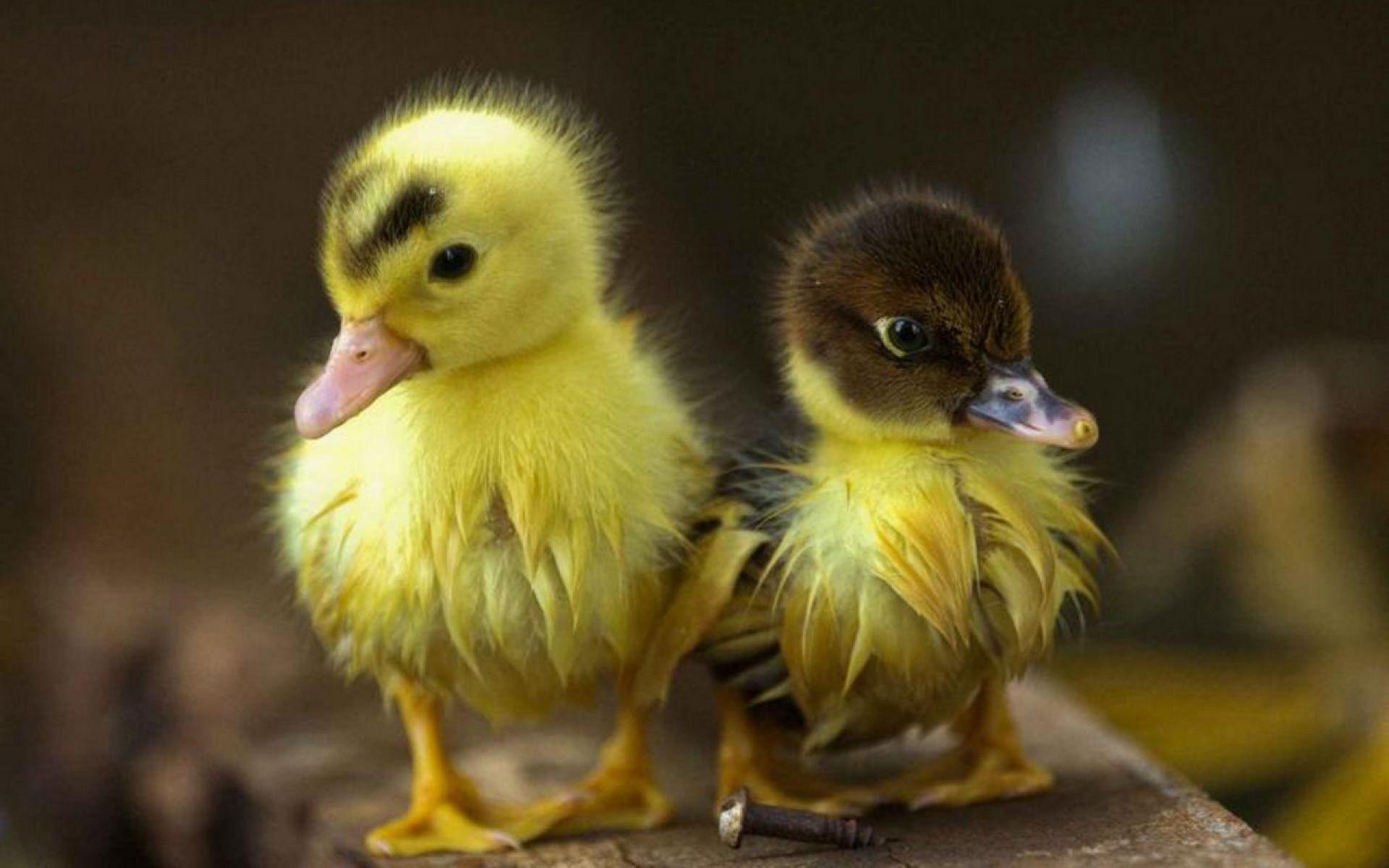 Baby Duck Wallpapers 13936 ~ HDWallSource