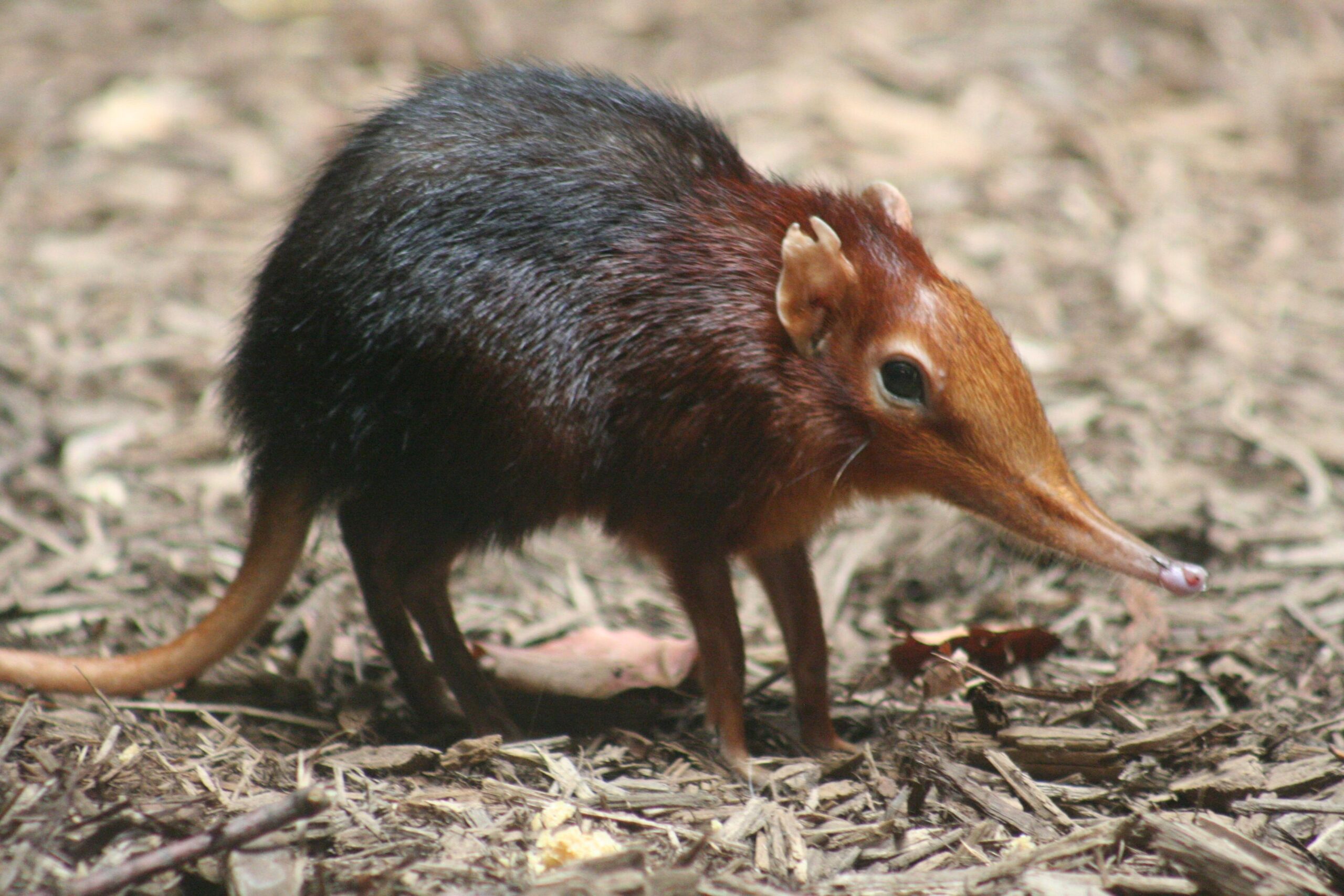 Elephant Shrew HD Wallpapers