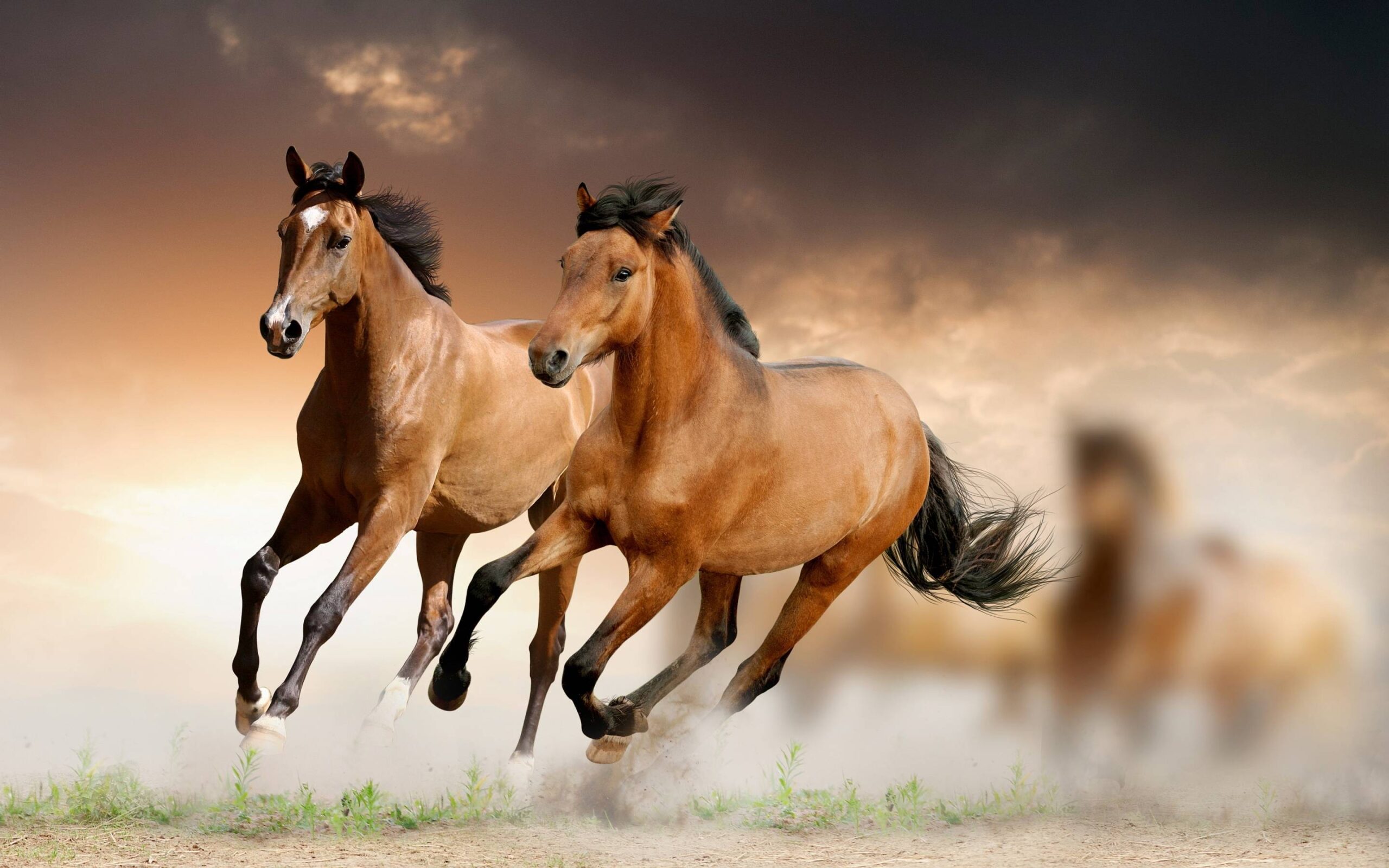 Running Horse HD Wallpapers Download