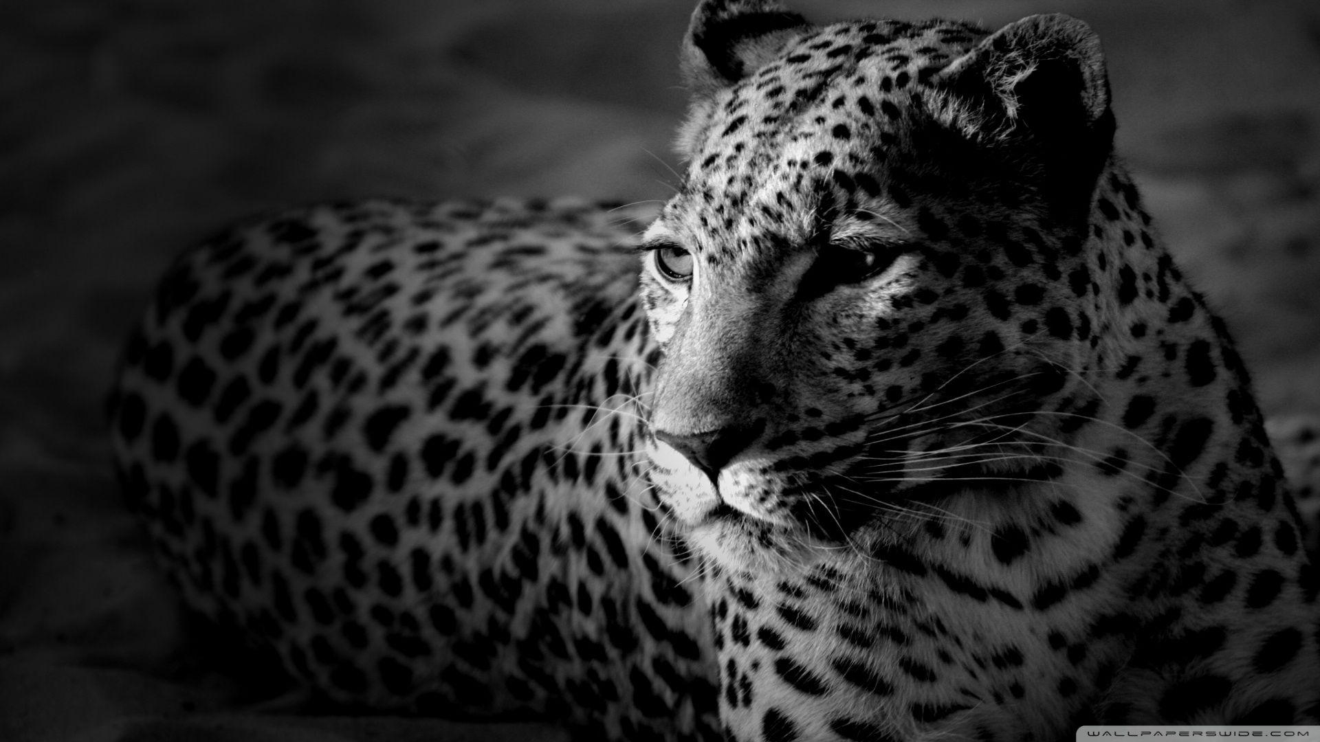 Black And White Jaguar HD desktop wallpapers : Widescreen : High