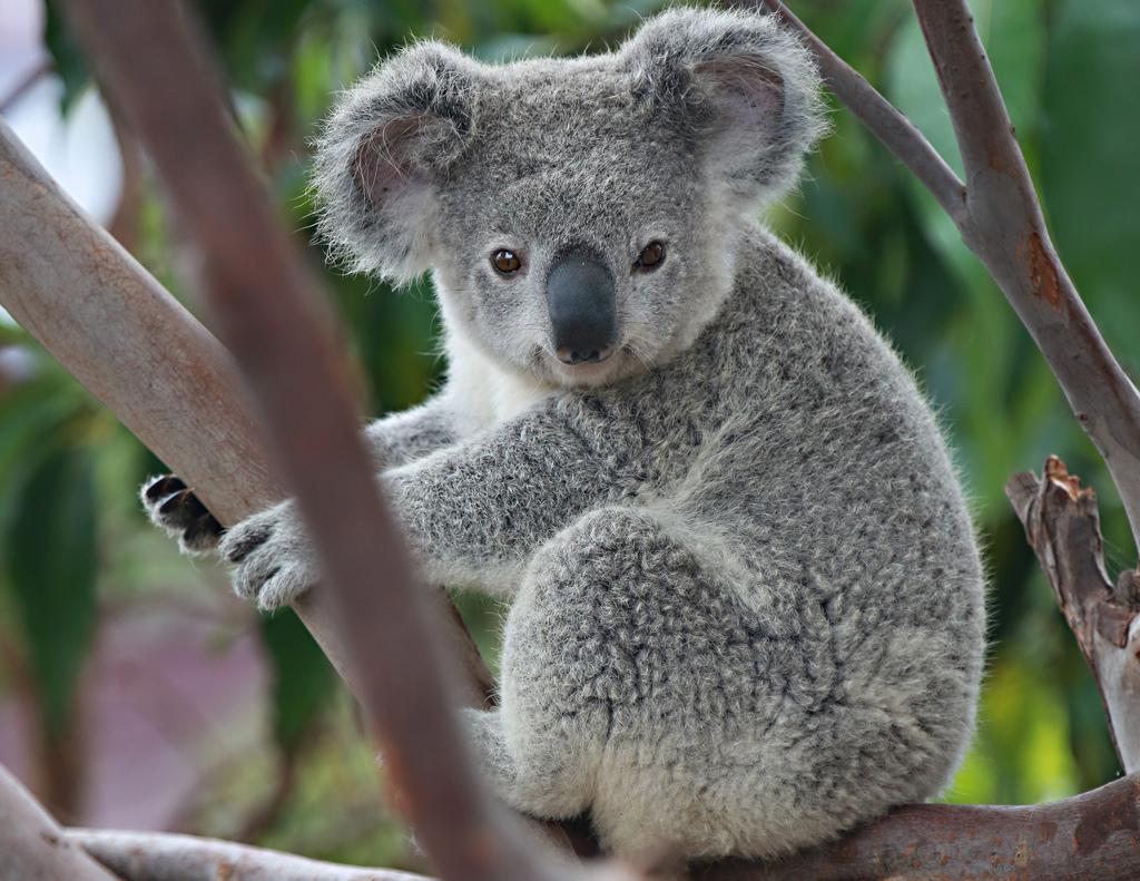 0 Koala Wallpapers Hd Backgrounds Koala Wallpapers