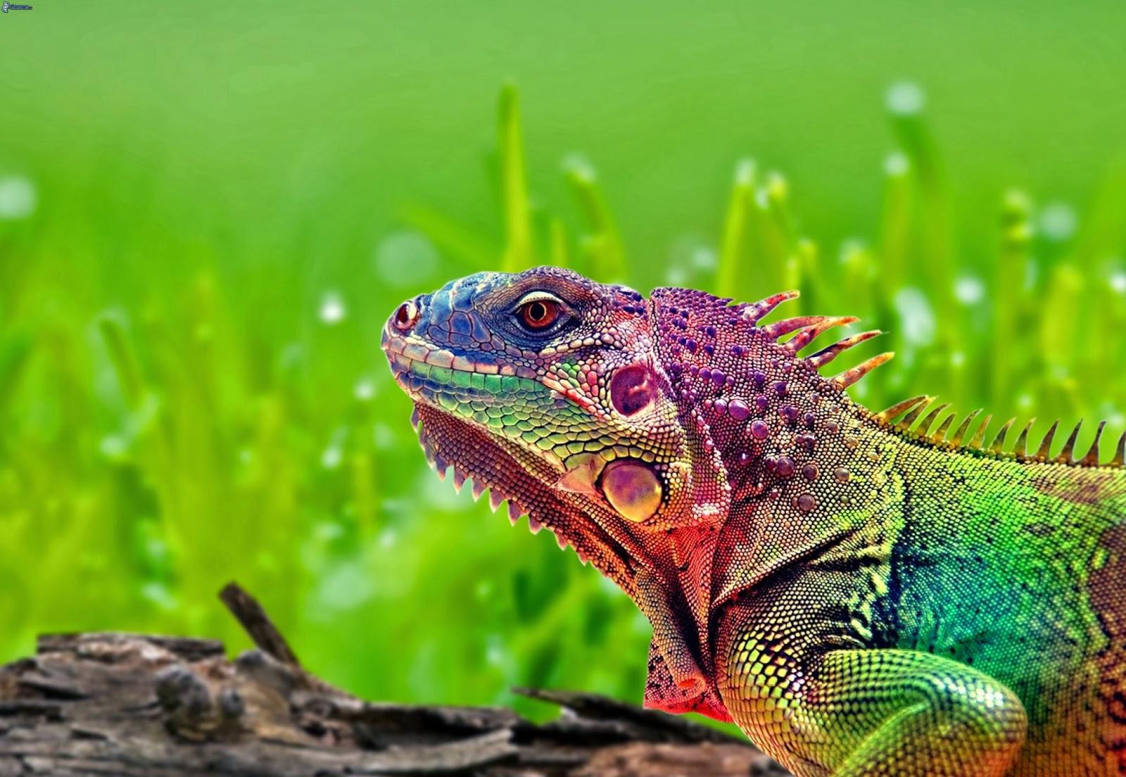 Pictures of Colorful Chameleon Wallpapers