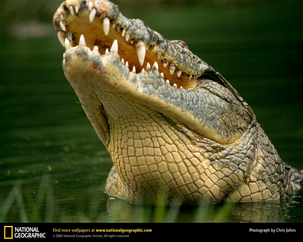 Crocodile Wallpapers