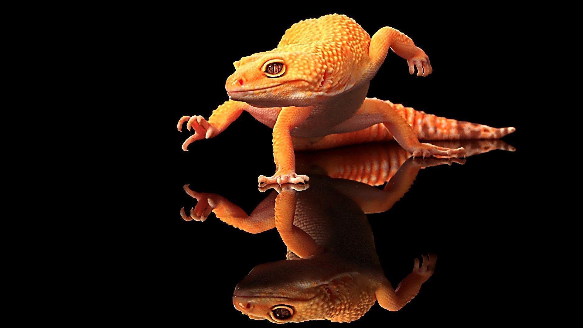 Cool Lizard Wallpapers