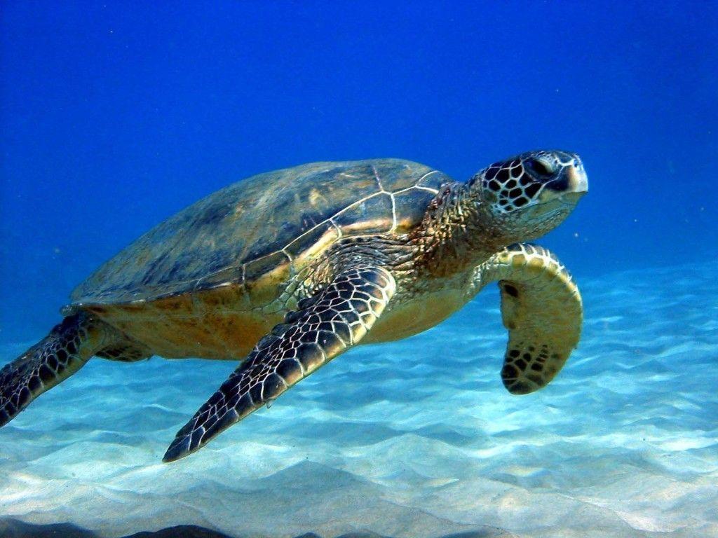 Turtle HD Wallpapers