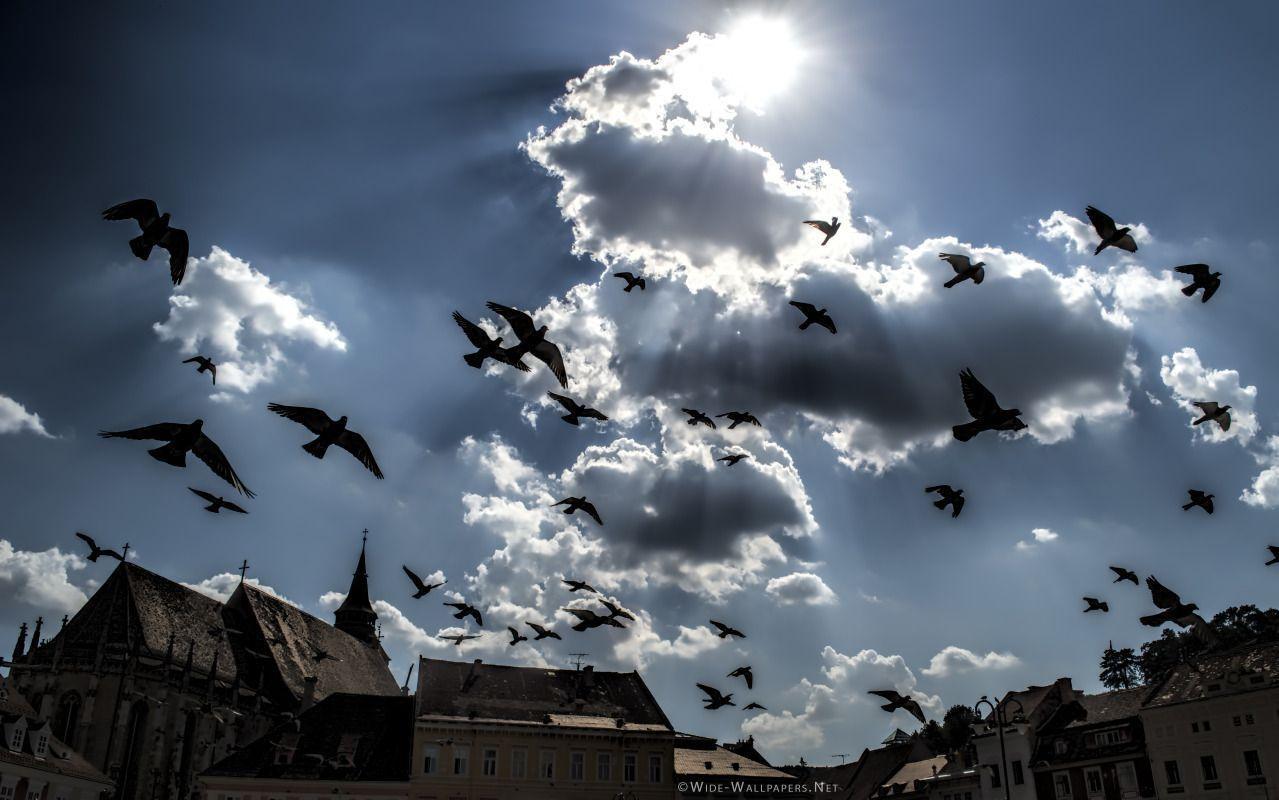 Dark Clouds and Flying Pigeons, Brasov, Transylvania, Romania