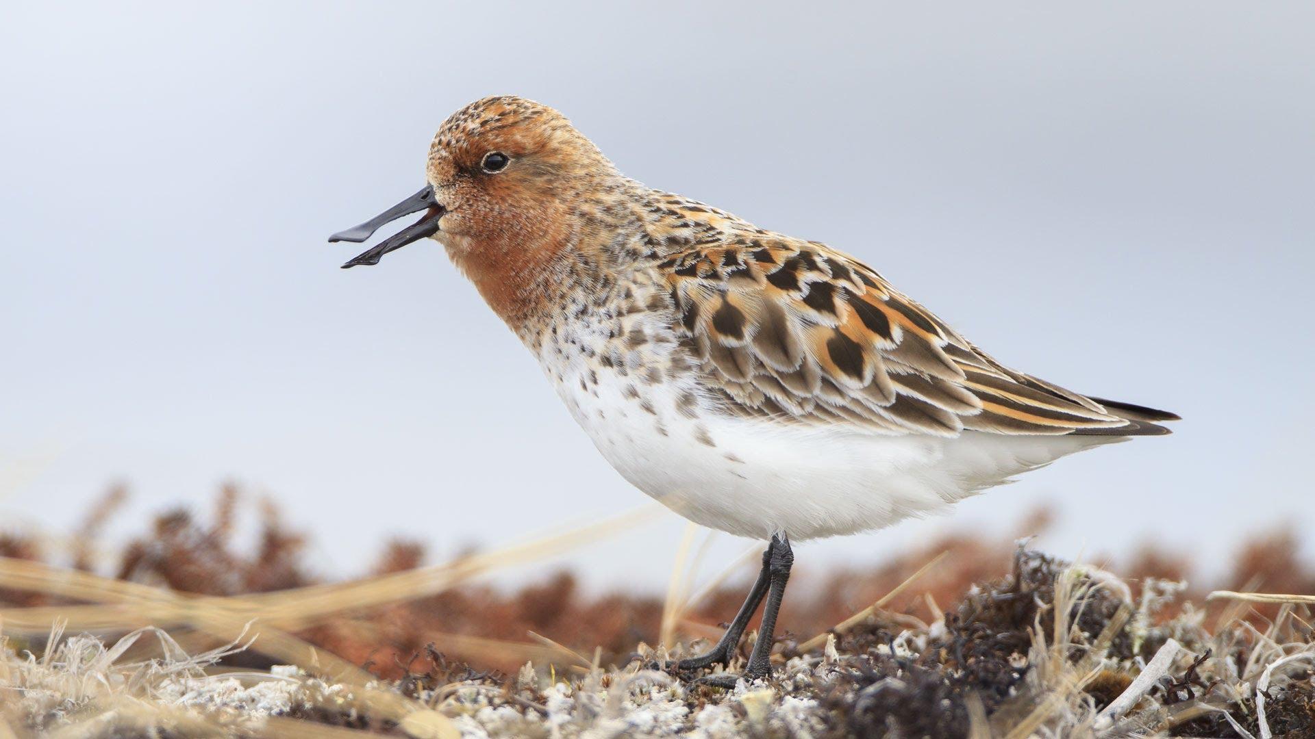 Best 49+ Sandpiper Wallpapers on HipWallpapers