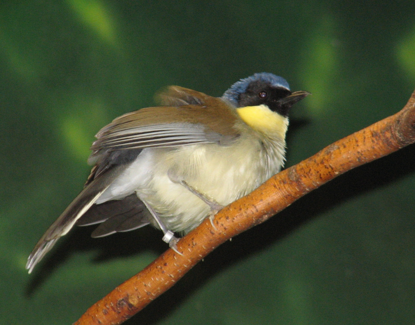 Animals World: wallpapers of different laughing thrush birds