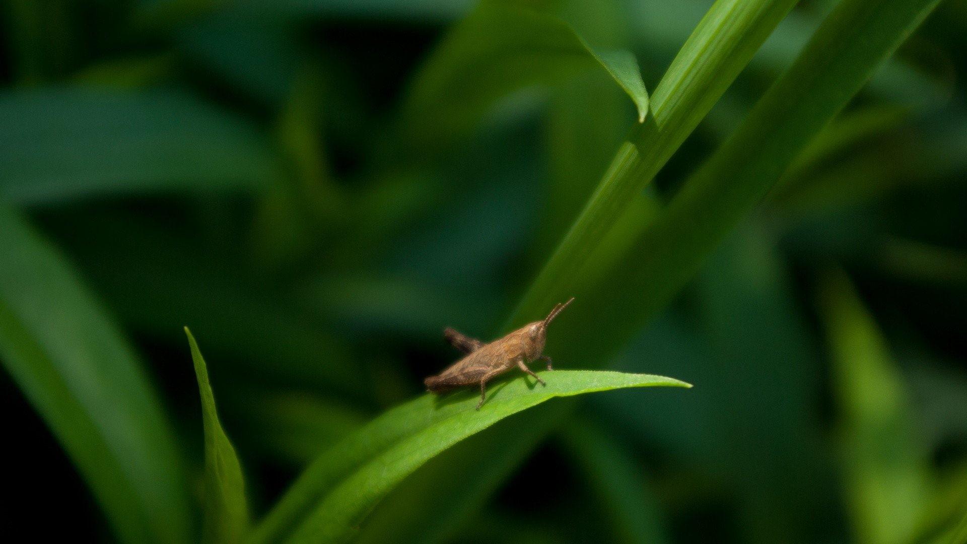 Bush cricket 1080P, 2K, 4K, 5K HD wallpapers free download