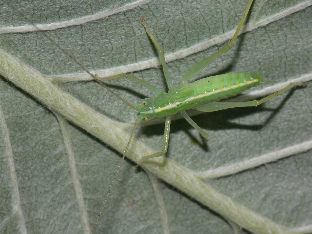 Oak Bush Cricket