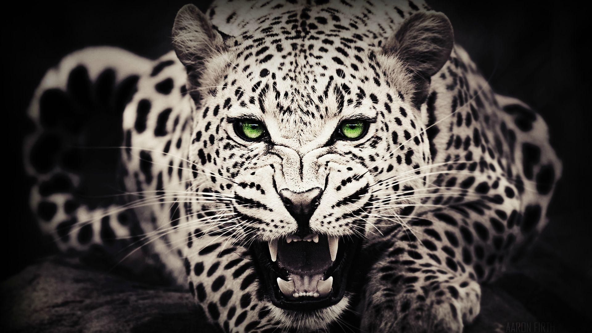 Leopard Wallpapers Full HD