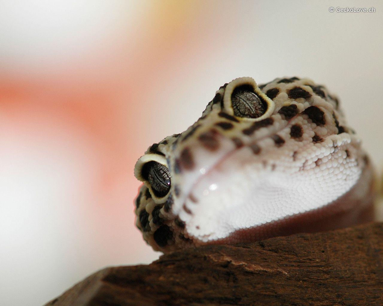 Gecko Wallpapers