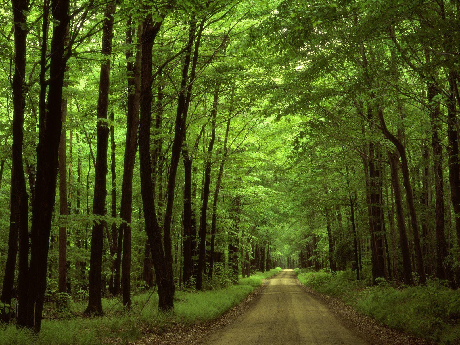 Allegheny National Forest Pennsylvania HD Wallpapers – HD Wallpapers