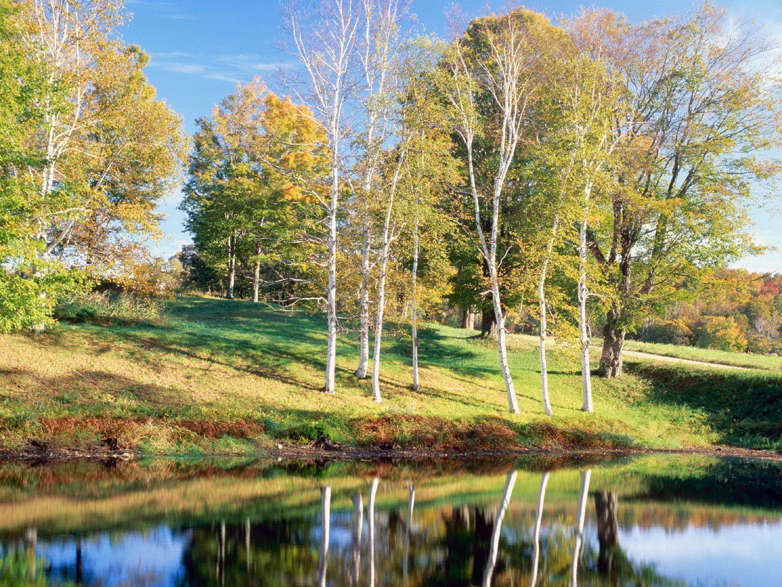 Birch Trees Vermont HD Wallpapers – HD Wallpapers