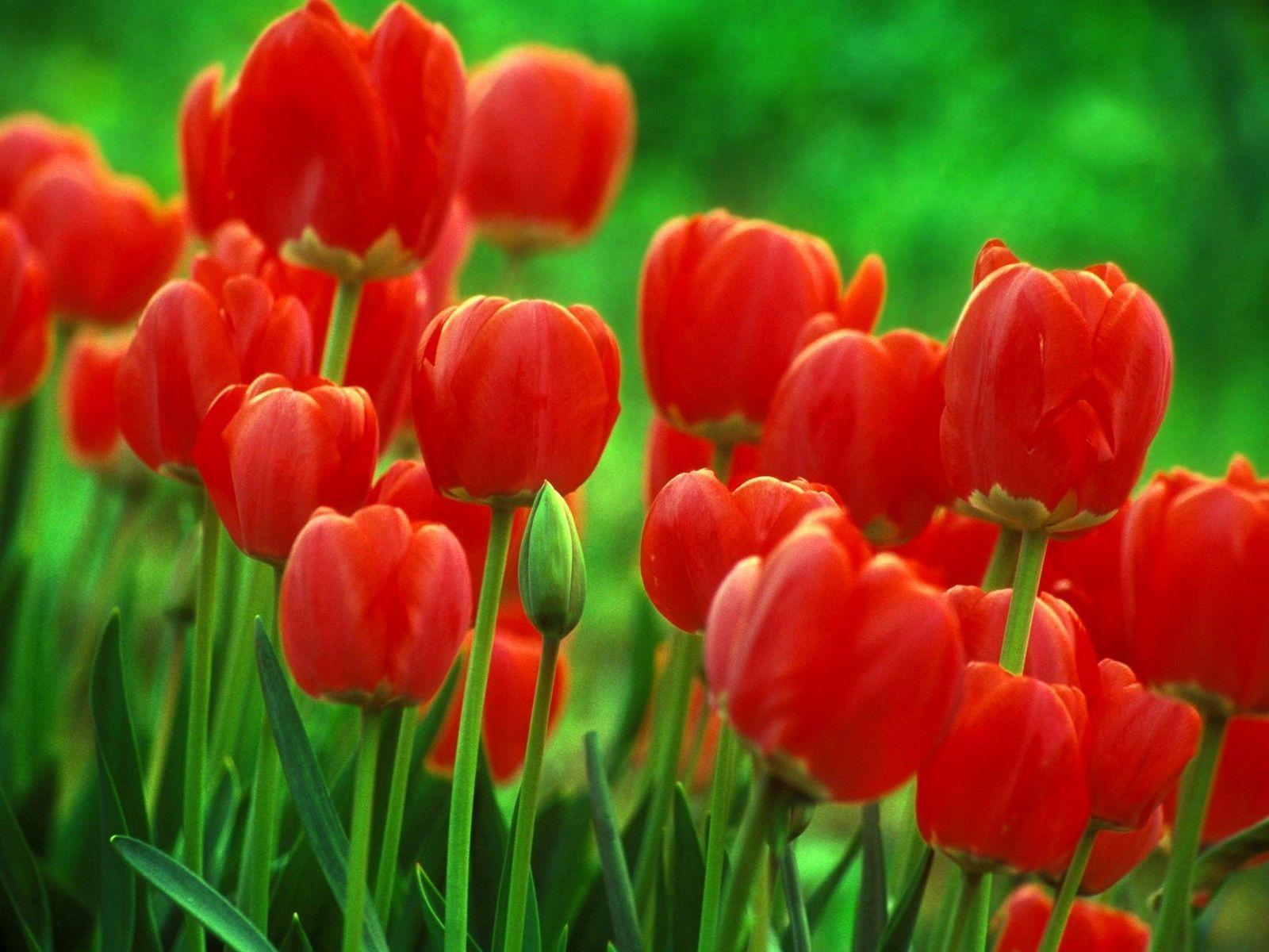 Wallpapers For > Single Red Tulip Wallpapers