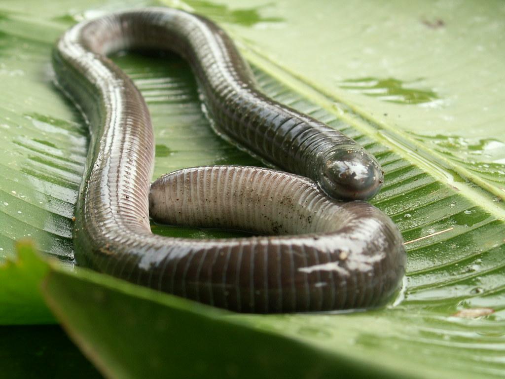 Caecilian