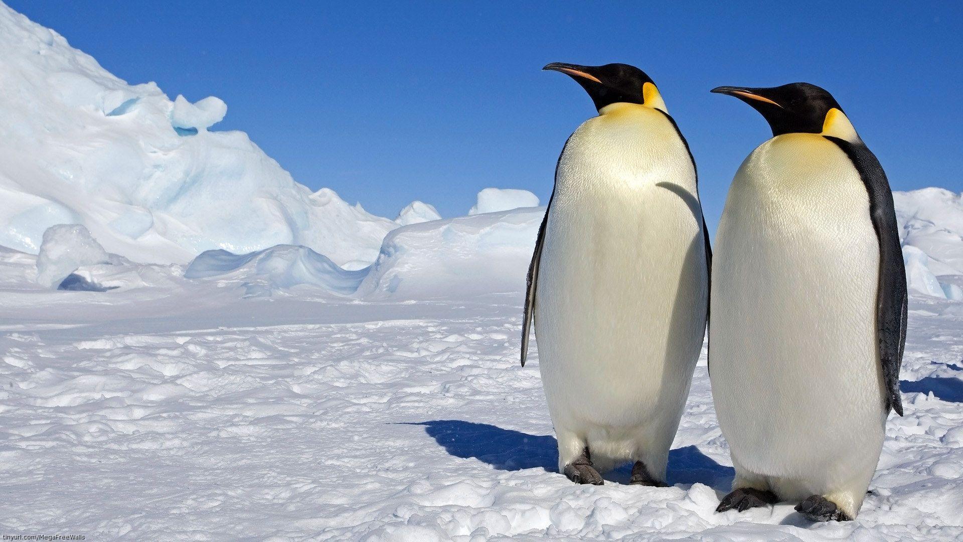 9 March Of The Penguins HD Wallpapers