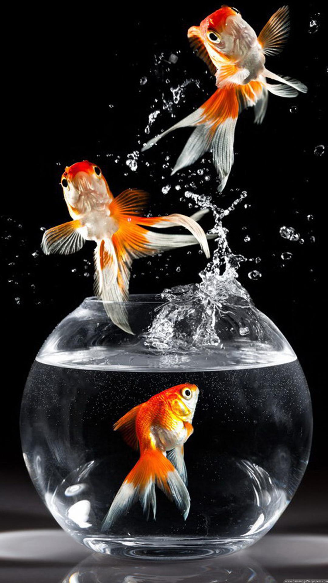 46+ Best & Inspirational High Quality Goldfish Backgrounds