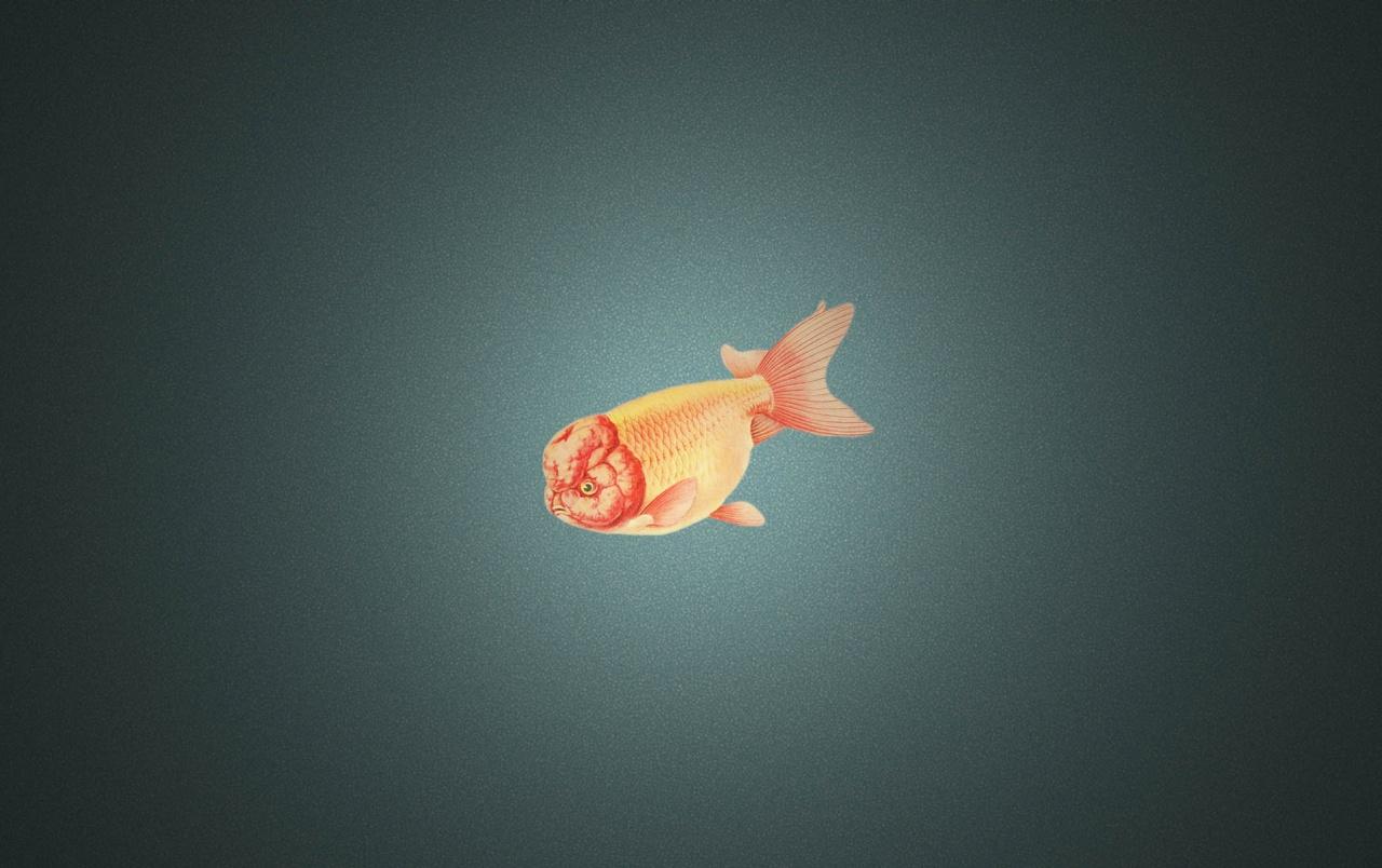 Ranchu Goldfish wallpapers