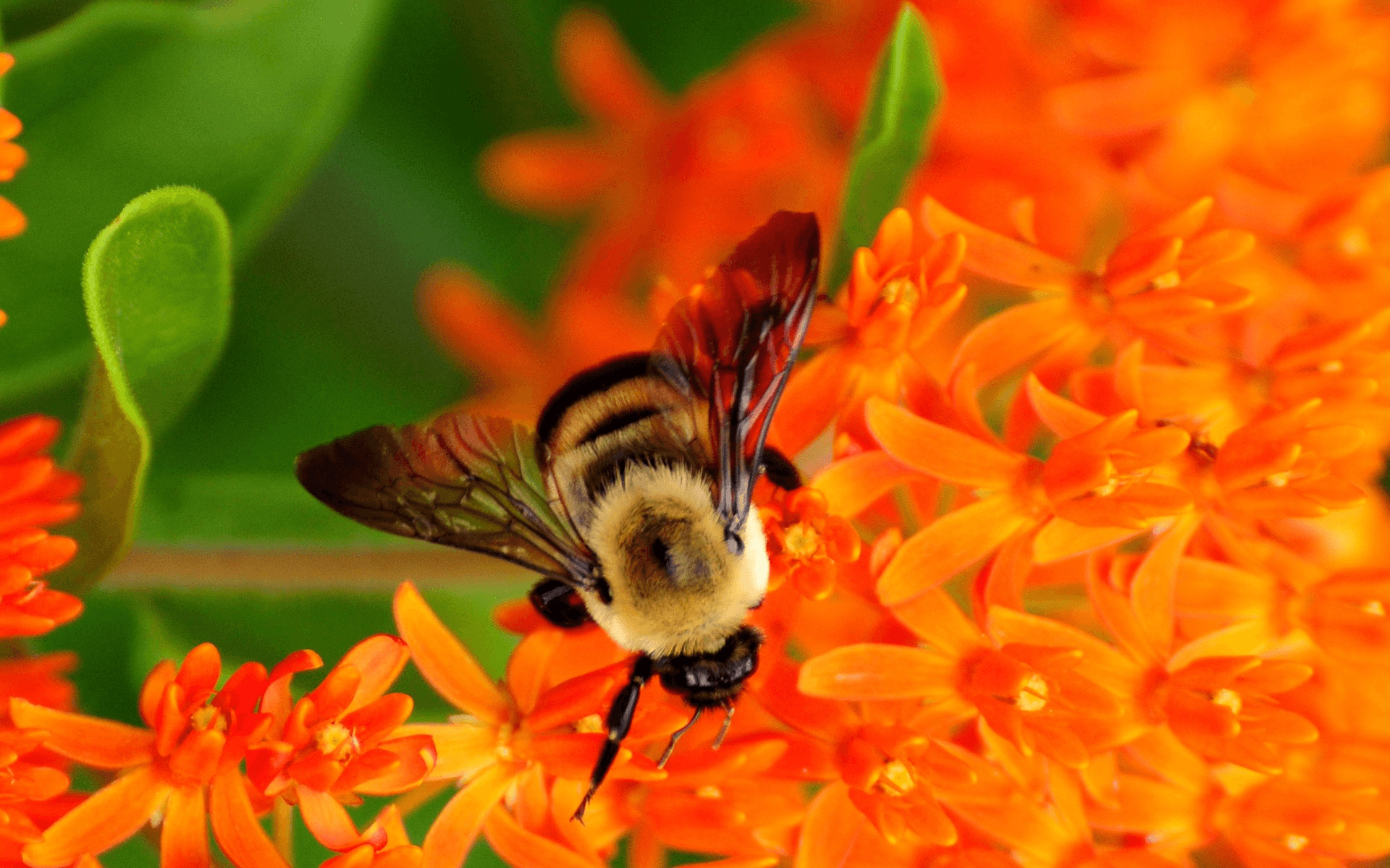 Image of bumble bees