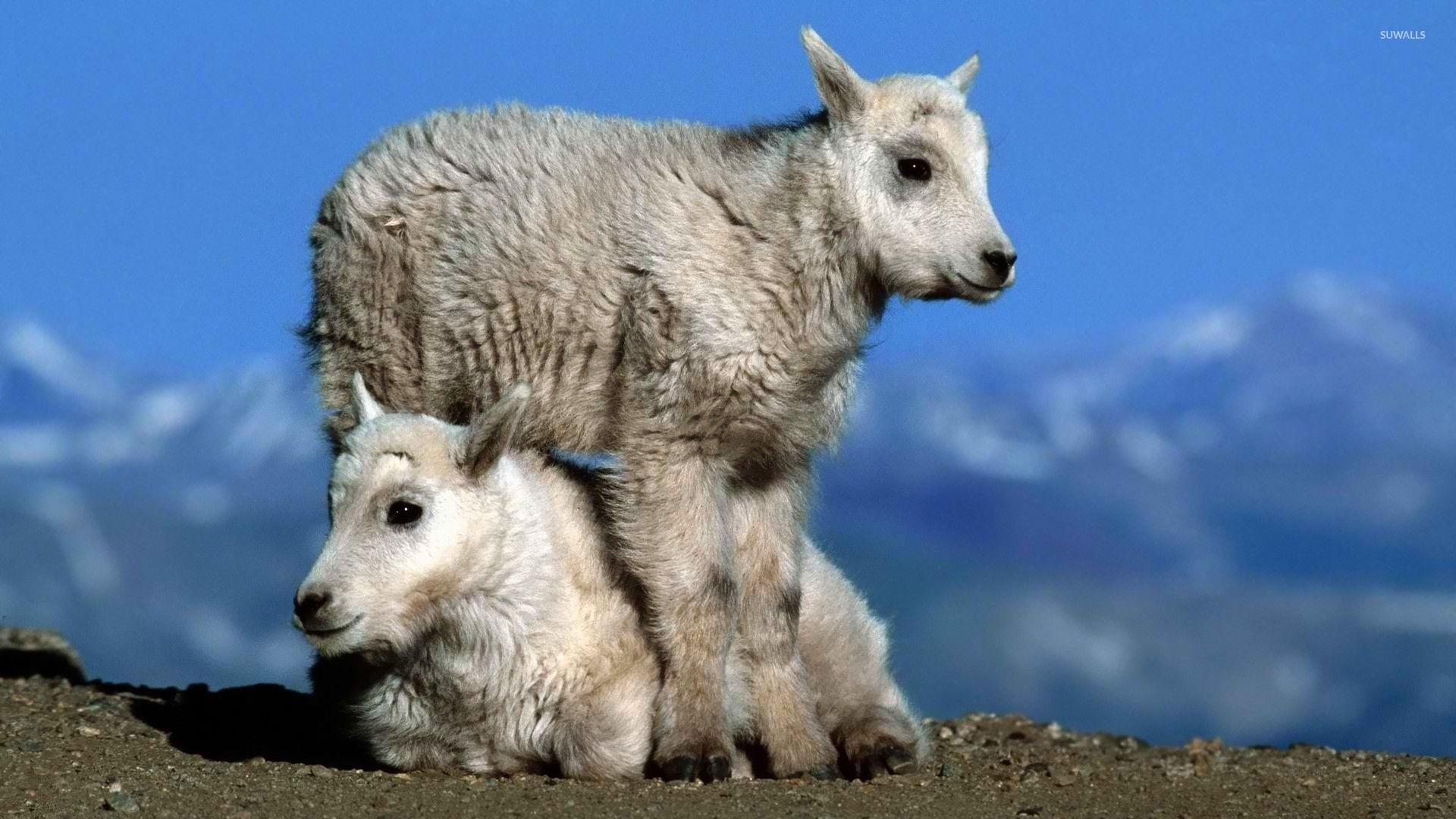 Goats wallpapers