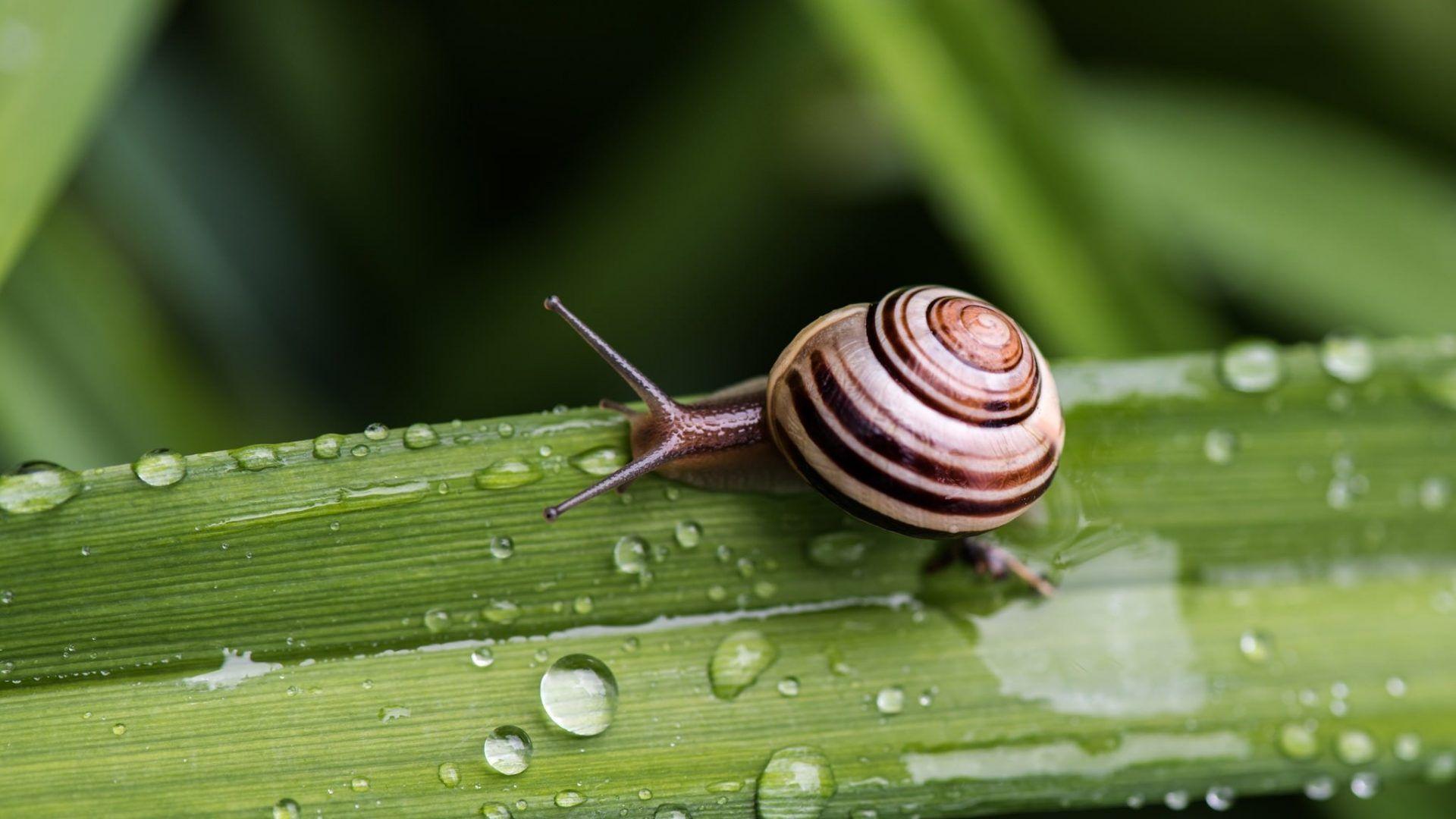 Snail Tag wallpapers: Horns Snail Bokeh Color Macro Funny Animals