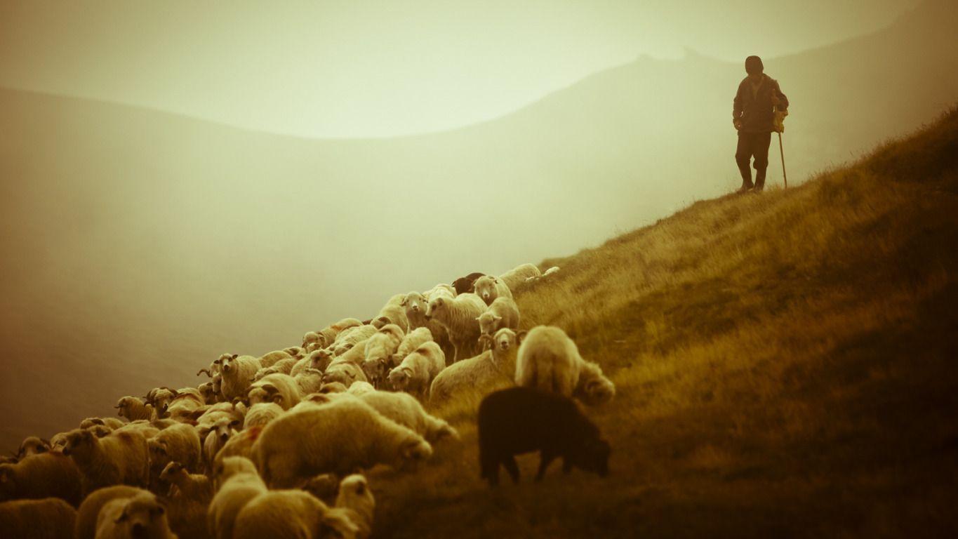 Sheep and Shepard – Romania widescreen wallpapers