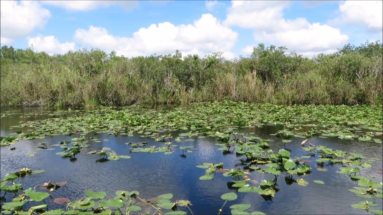 Everglades National Park screensaver 3