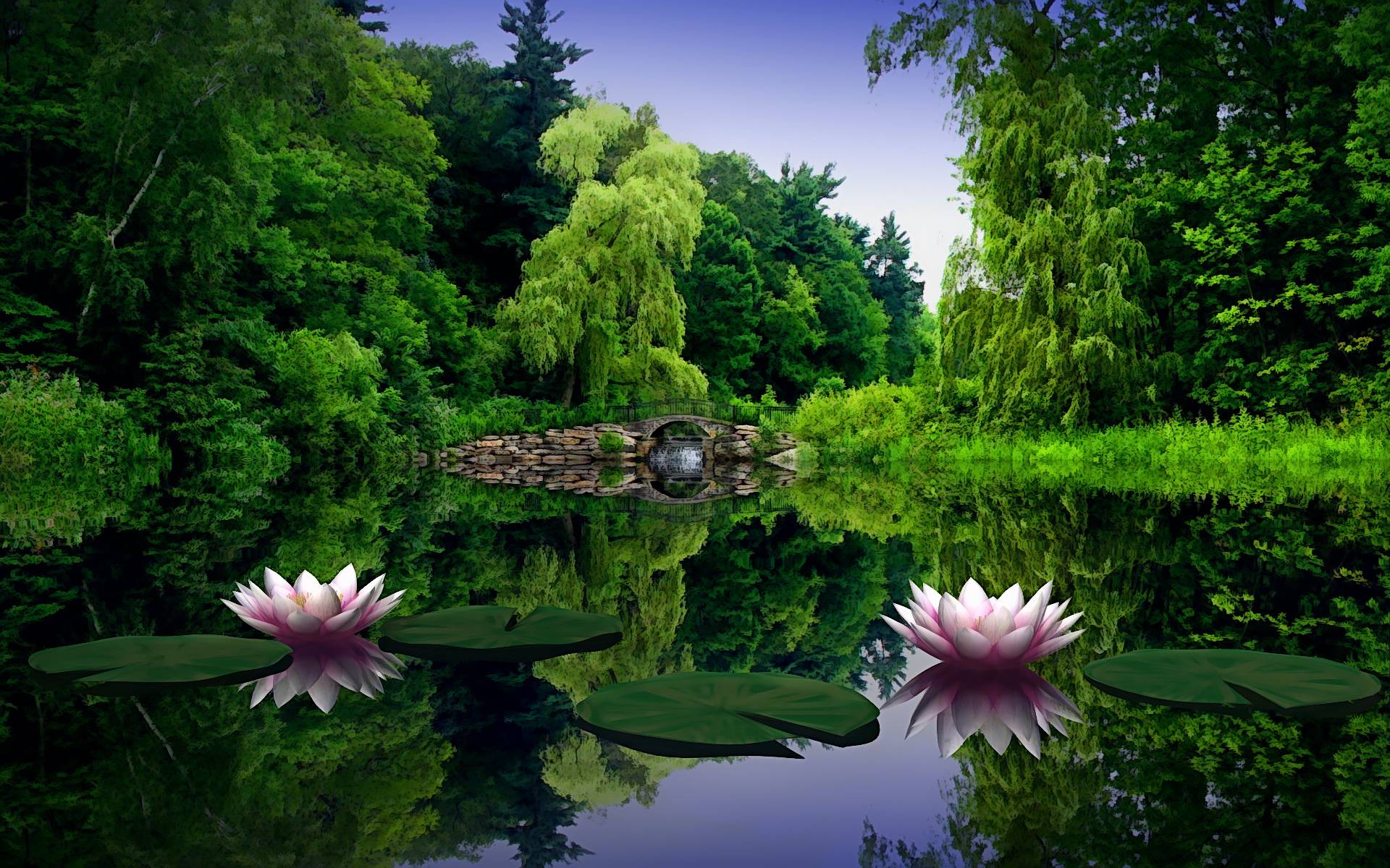 Lotus Flower Wallpaper Backgrounds