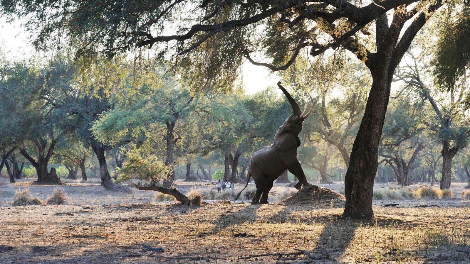 Strap on your Walking Safari Boots