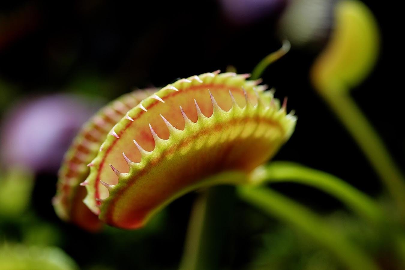 Venus flytrap Wallpapers 13