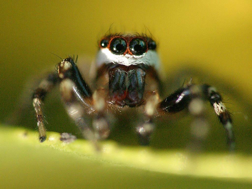 spider wallpapers