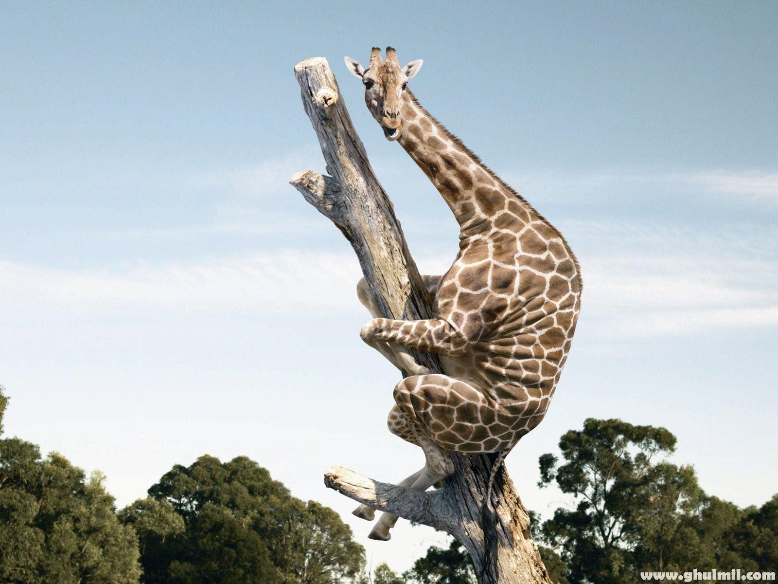 Funny giraffe climbing dry tree ~ Dream Wallpapers