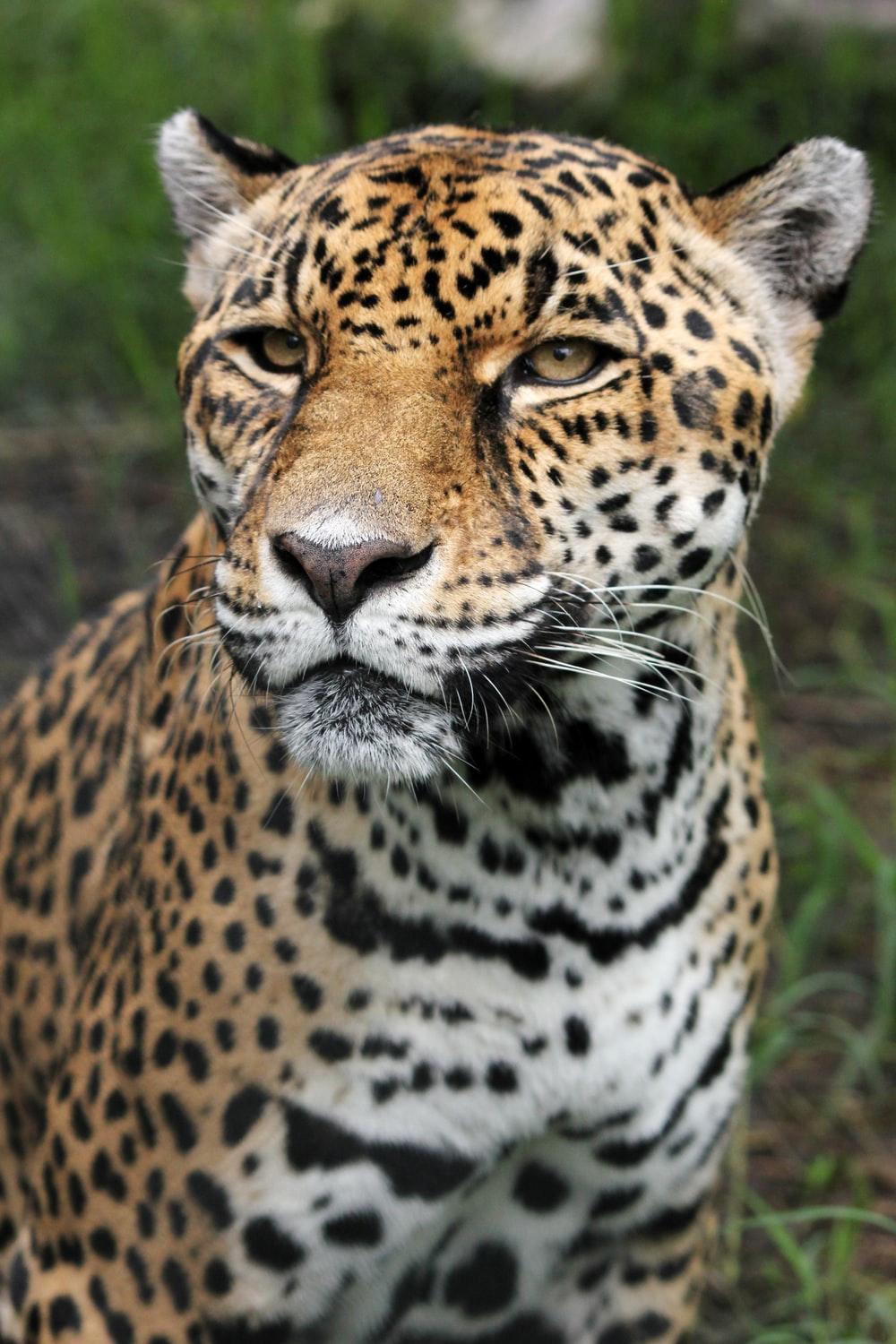 100+ Leopard Pictures