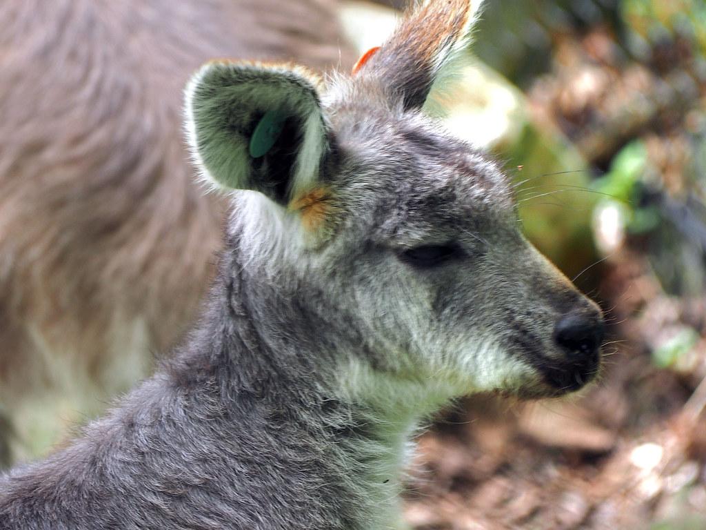 Binder Park Zoo 05