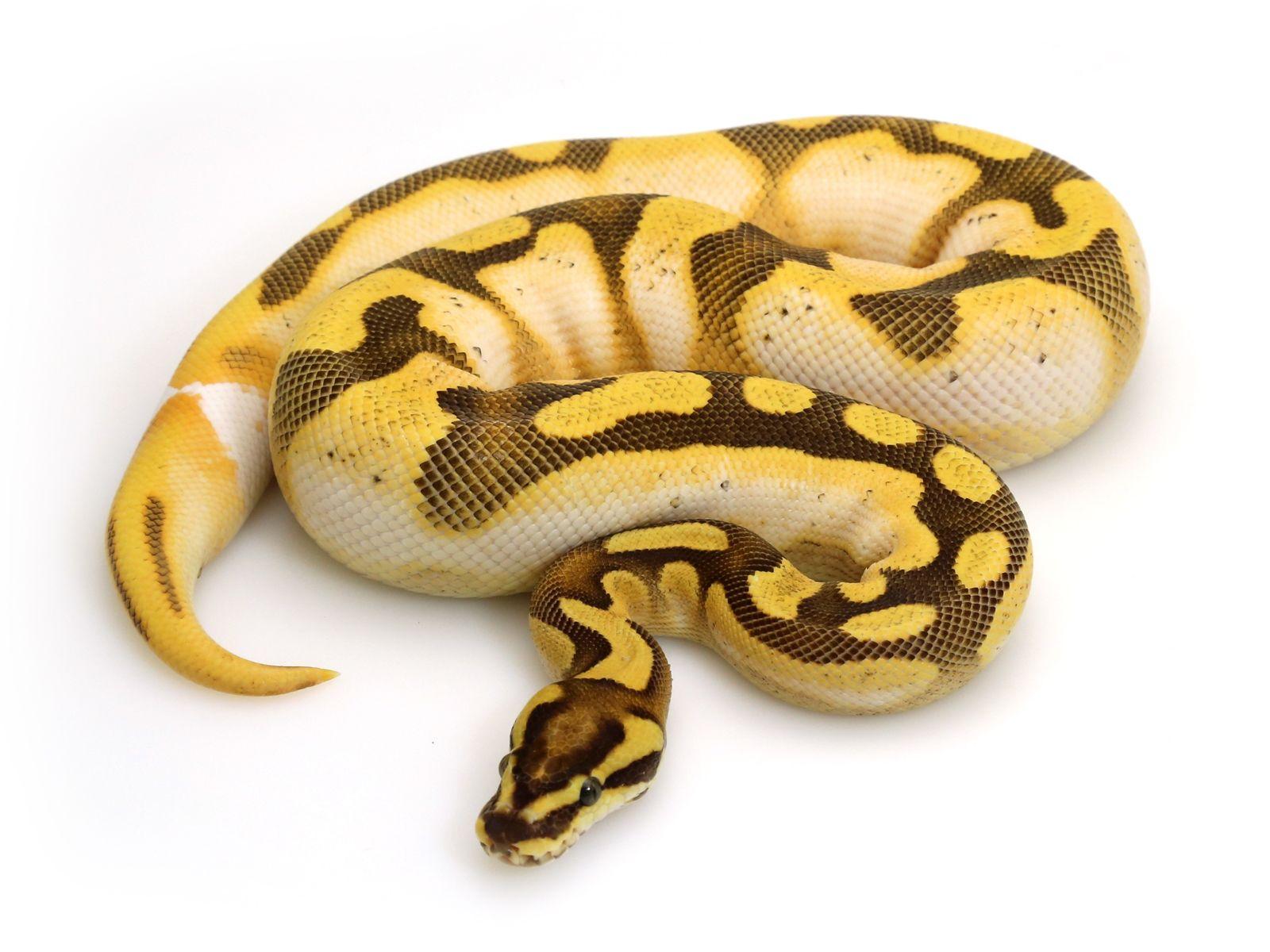 Orange Dream Calico Enchi Fire