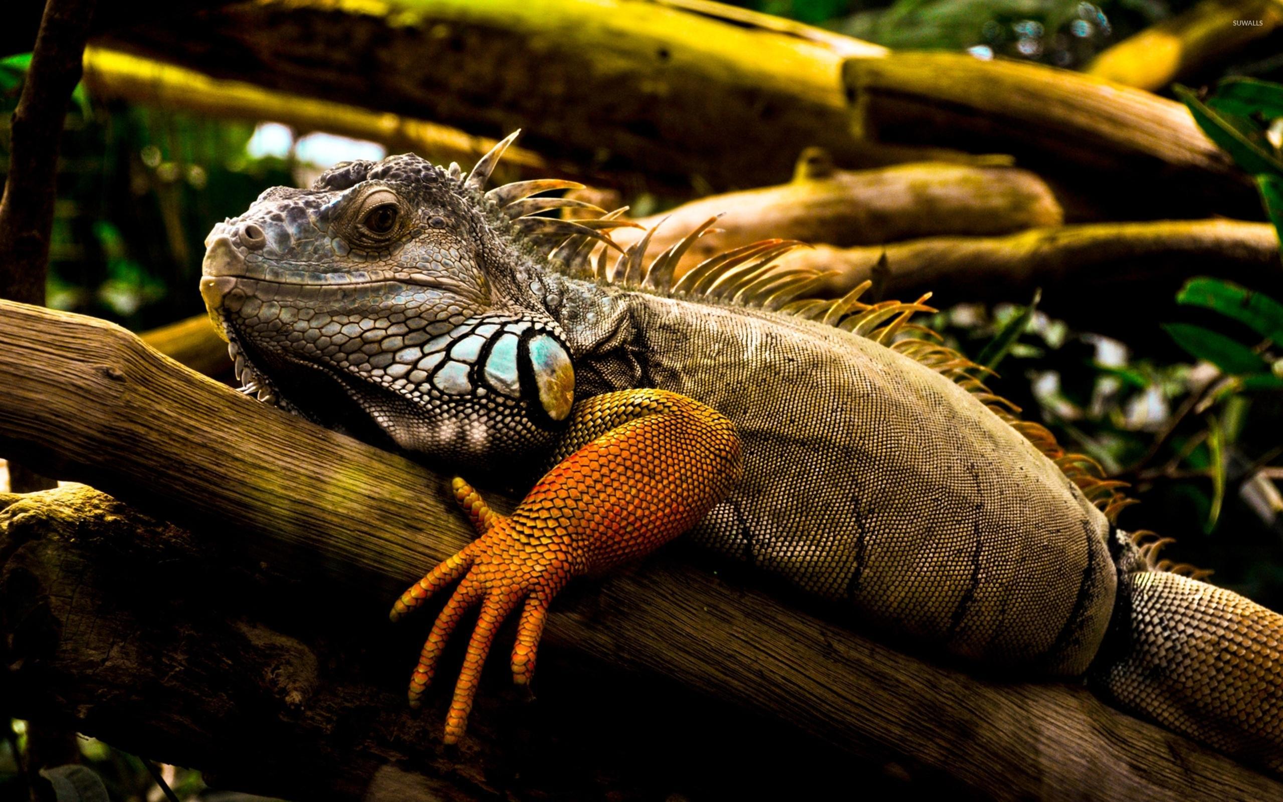 Iguana Wallpapers 8