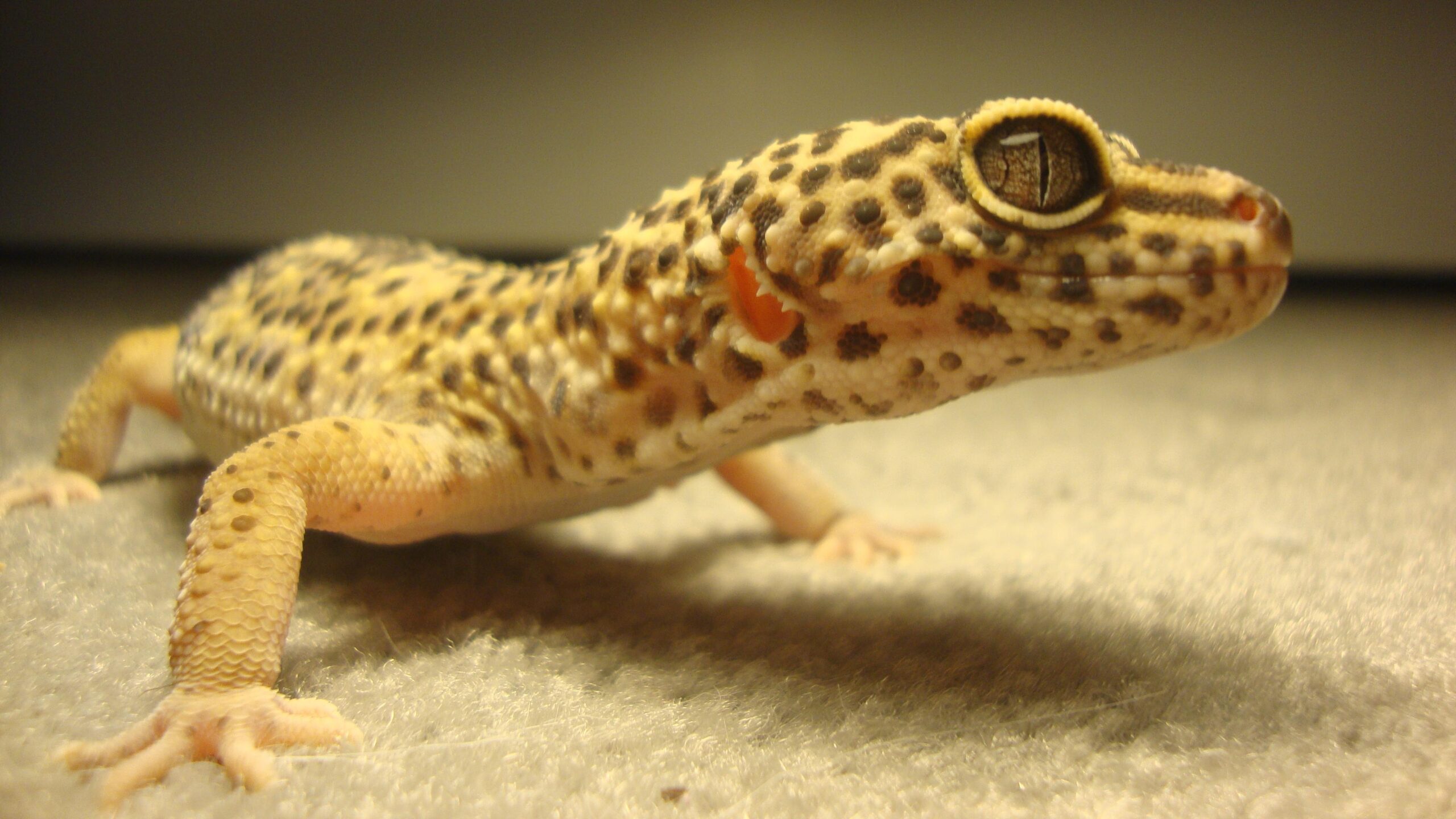 Leopard Gecko 4k Ultra Hd Wallpapers